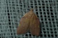 Carcina quercana