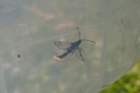 Synanthedon andrenaeformis