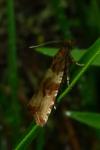 Celypha cespitana