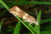 Celypha cespitana