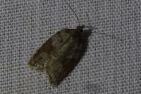 Acleris