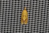 Agapeta hamana
