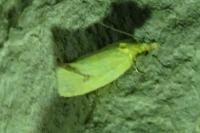Agapeta hamana