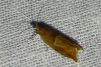 Ancylis mitterbacheriana