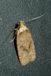 Agonopterix