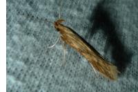 Metzneria neuropterella