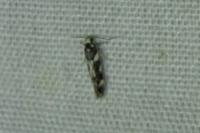 Parachronistis albiceps
