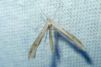 Stenoptilia