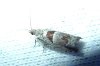 Epinotia ramella