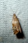 Celypha