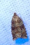 Celypha rivulana