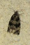 Orthotaenia undulana