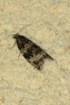 Orthotaenia undulana