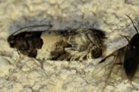 Gypsonoma sociana