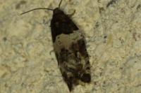 Gypsonoma sociana