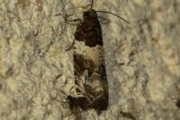 Gypsonoma sociana