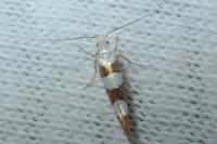 Argyresthia brockeella