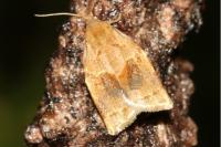 Archips rosana