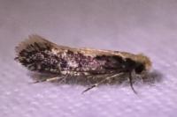 Monopis crocicapitella