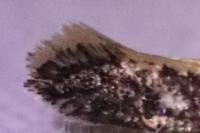 Monopis crocicapitella