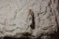 Eucosma gr. cana