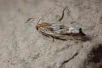 Eucosma gr. cana