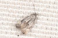 Elachista serricornis