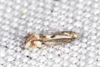 Elachista utonella