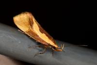 Harpella forficella
