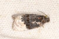 Apotomis betuletana