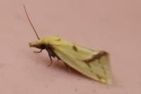 Agapeta hamana