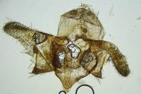Taleporia tubulosa