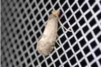 Taleporia tubulosa