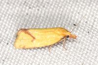 Agapeta hamana