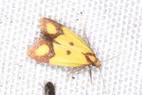Agapeta zoegana