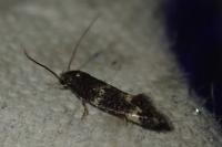 Elachista atricomella