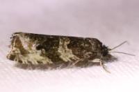Orthotaenia undulana