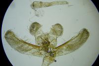 Elachista atricomella