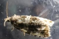 Orthotaenia undulana