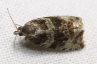 Orthotaenia undulana
