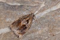 Archips crataegana