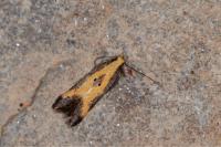 Brachmia dimidiella