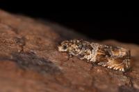 Celypha flavipalpana