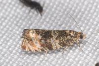 Celypha lacunana