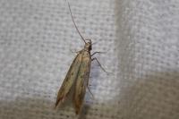 Metzneria metzneriella