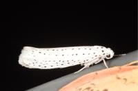 Yponomeuta evonymella