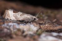 Notocelia uddmanniana