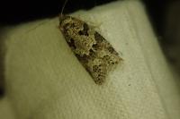 Cnephasia