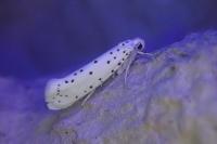 Yponomeuta