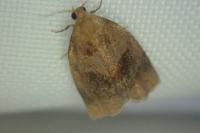 Archips